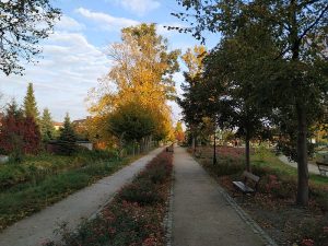 Alejka w Parku Miejskim w Łukowie